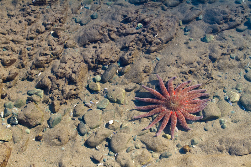 Sunflower Star In Tidepool